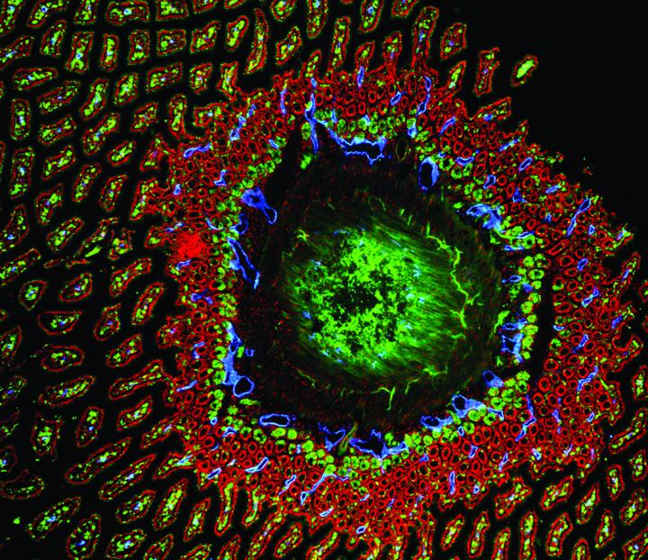 Gut Cross Section