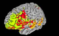 Mapping Intelligence and Executive Function