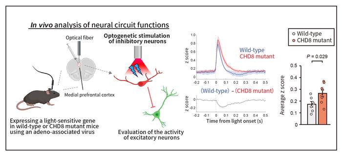 Figure 3. Abnormalities in inhibitory neural circuits arise in association with the CHD8 mutation.
