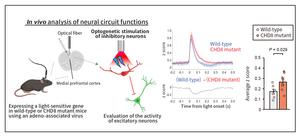 Figure 3. Abnormalities in inhibitory neural circuits arise in association with the CHD8 mutation.