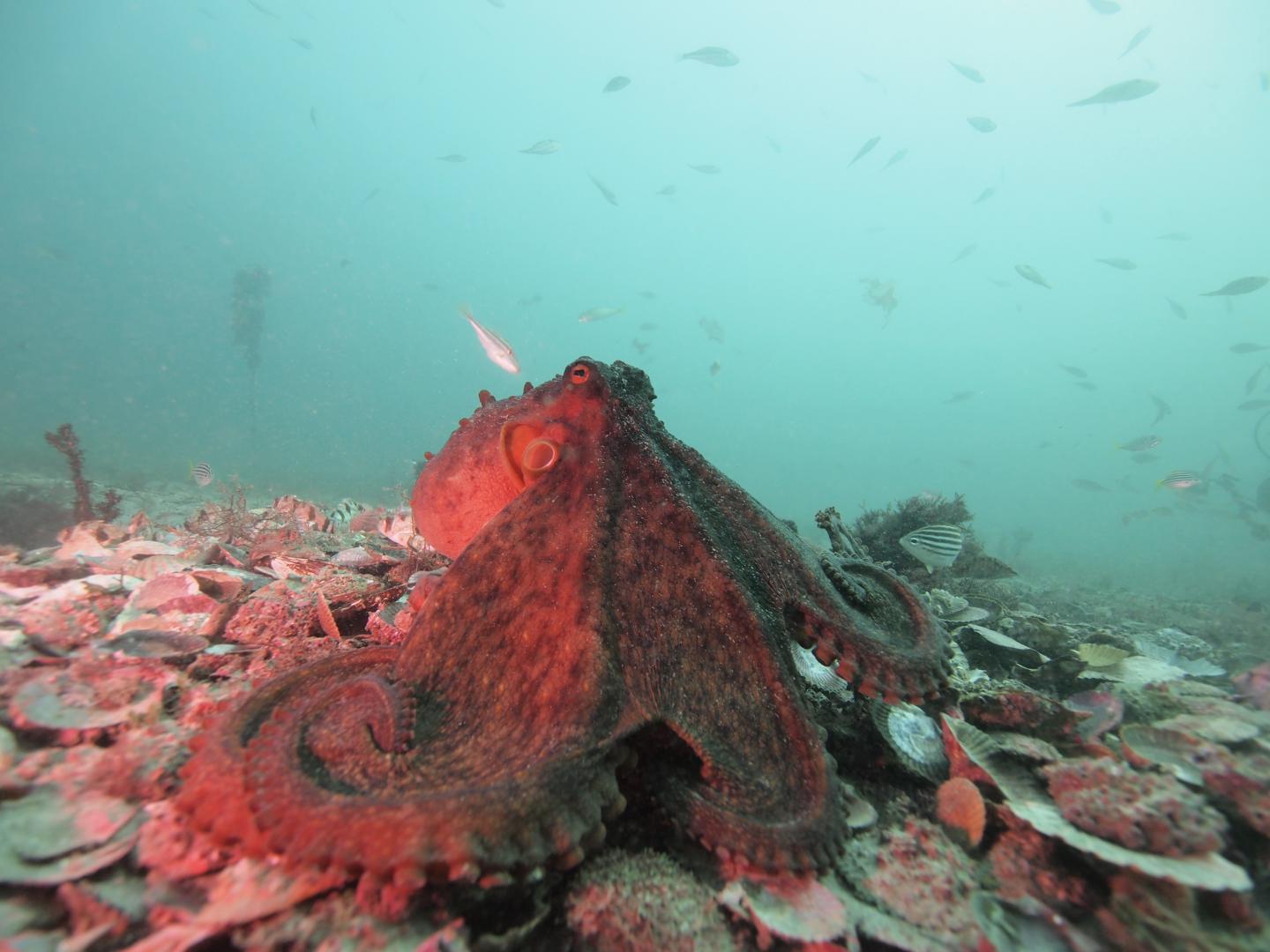 Octopus Display