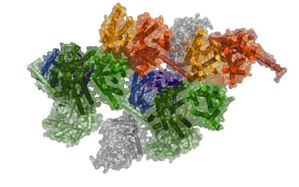 Model of Macromolecular Complex