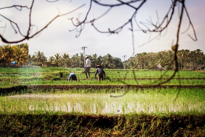 Building resilient food systems through research, policy, and practical solutions