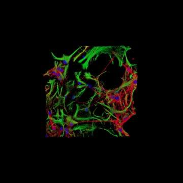 Confocal Reconstructions of Hippocampal Cultures on 3D-Scaffolds