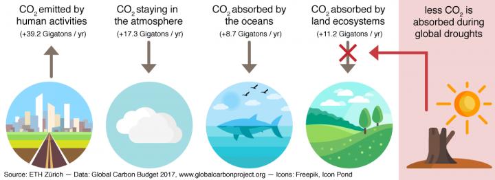 Land Ecosystems