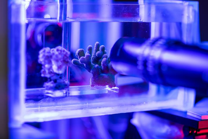 Extreme heat leaves corals short of oxygen