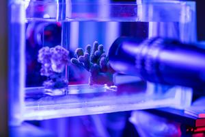 Extreme heat leaves corals short of oxygen