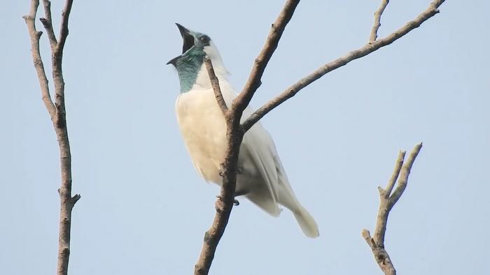 The world's loudest bird?