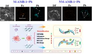Tiny Magnetic Bacteria Show Big Potential for Fighting Lead Pollution