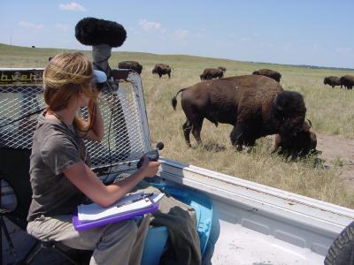 Recording Bison