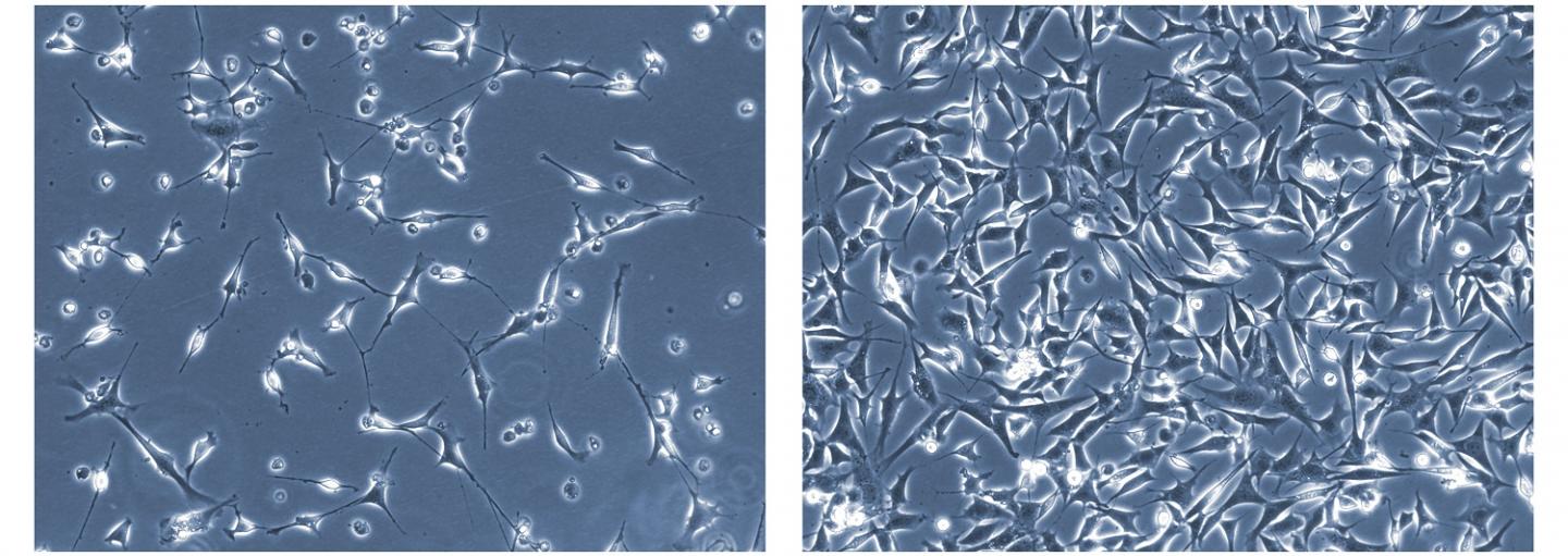 Cells