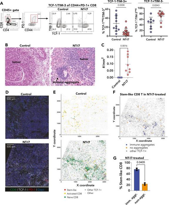Stem-like CD8 T cell abundance and localization in NT-I7-treated tumor tissues.