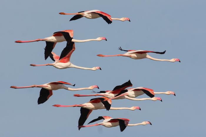 Flight of  Greater Flamingo which had almost disappeared from Western Europe in the 1960s