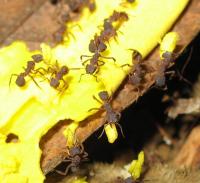 Fungus-Growing Ants