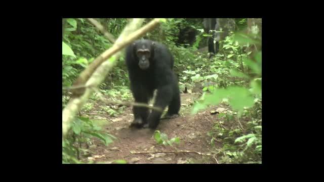 Chimpanzees Make Extra Effort to Alert Others Unaware of Danger (1 of 7)
