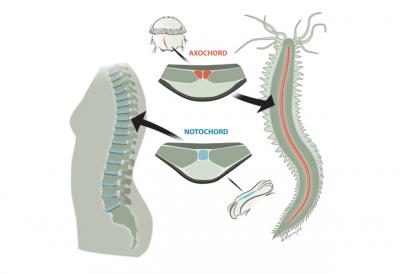 From Worm Muscle to Spinal Discs