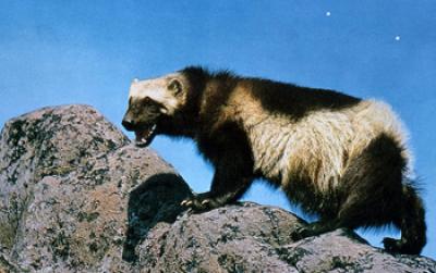 Wolverine on a Snowless Landscape