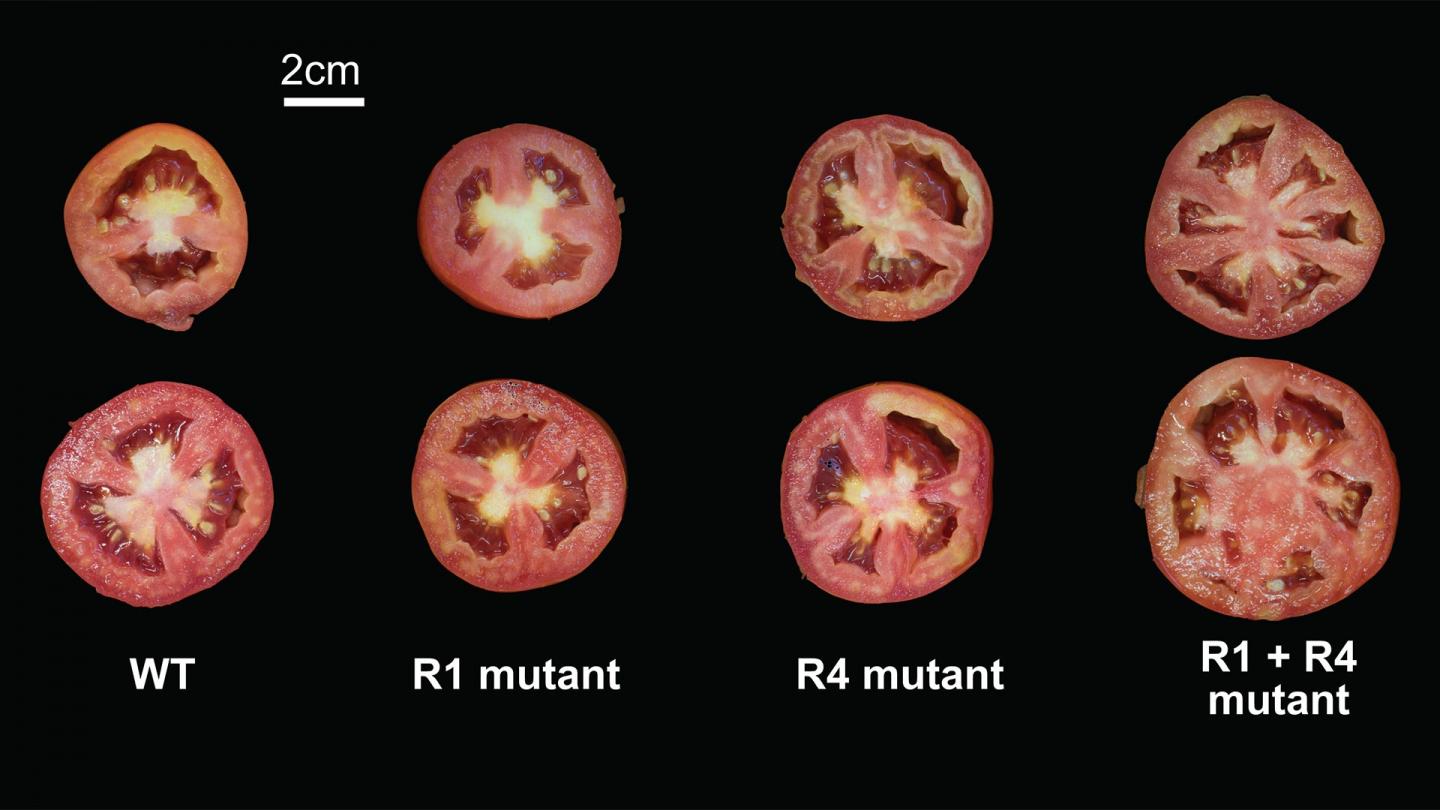 Tomato Mutations