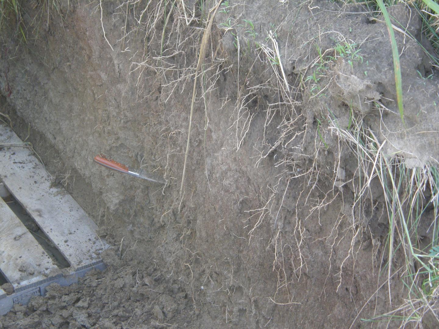 Miscanthus Roots