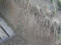 Miscanthus Roots