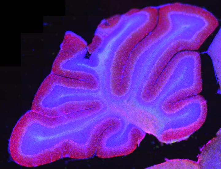 Rat Cerebellum