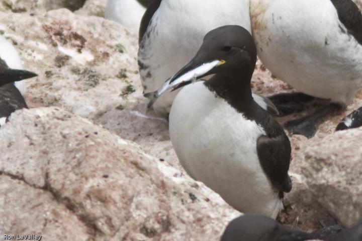 Common Murre