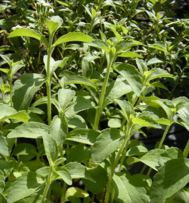 A Close-Up of Fresh Stevia Leaves