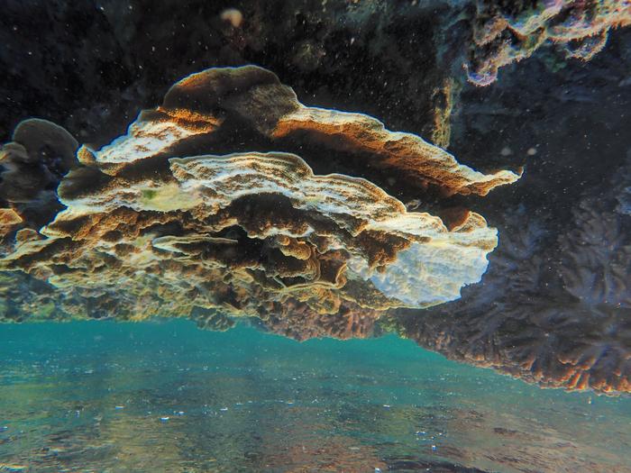 Montipora coral with a COTS feeding scar
