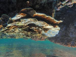 Montipora coral with a COTS feeding scar