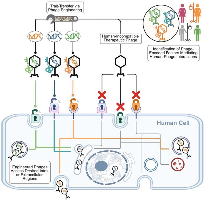 Conceptual art depicting workflow established in the paper