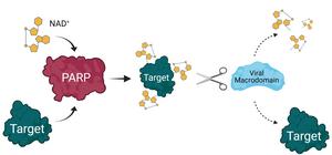 PARP14, a tool in the host-virus conflict
