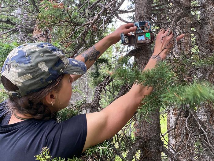 Researcher placing a trail camera as part of a recent "Ecosphere" study