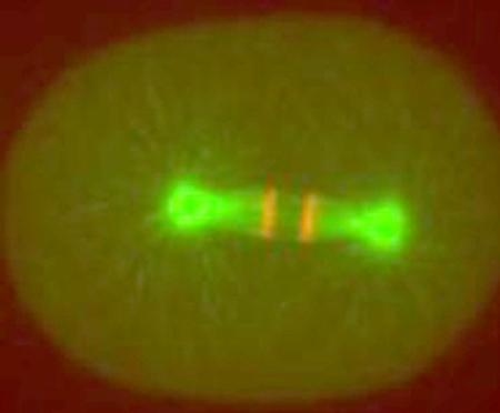 <i>C. elegans</i> Egg