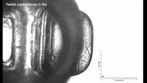 video of 3D skeletal muscle tissue responding to electrical pulse stimulation