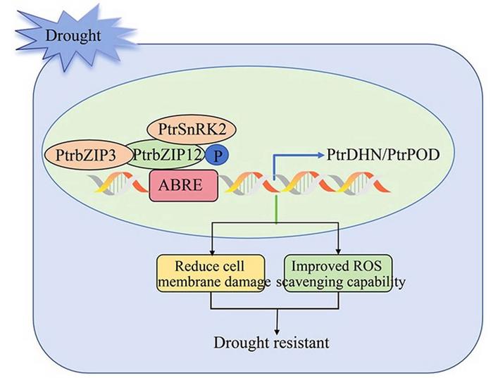 Schematic diagram of PtrbZIP12 regulating the drought resistance mechanism of P. trichocarpa.