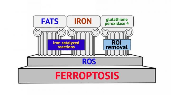 Ferroptosis