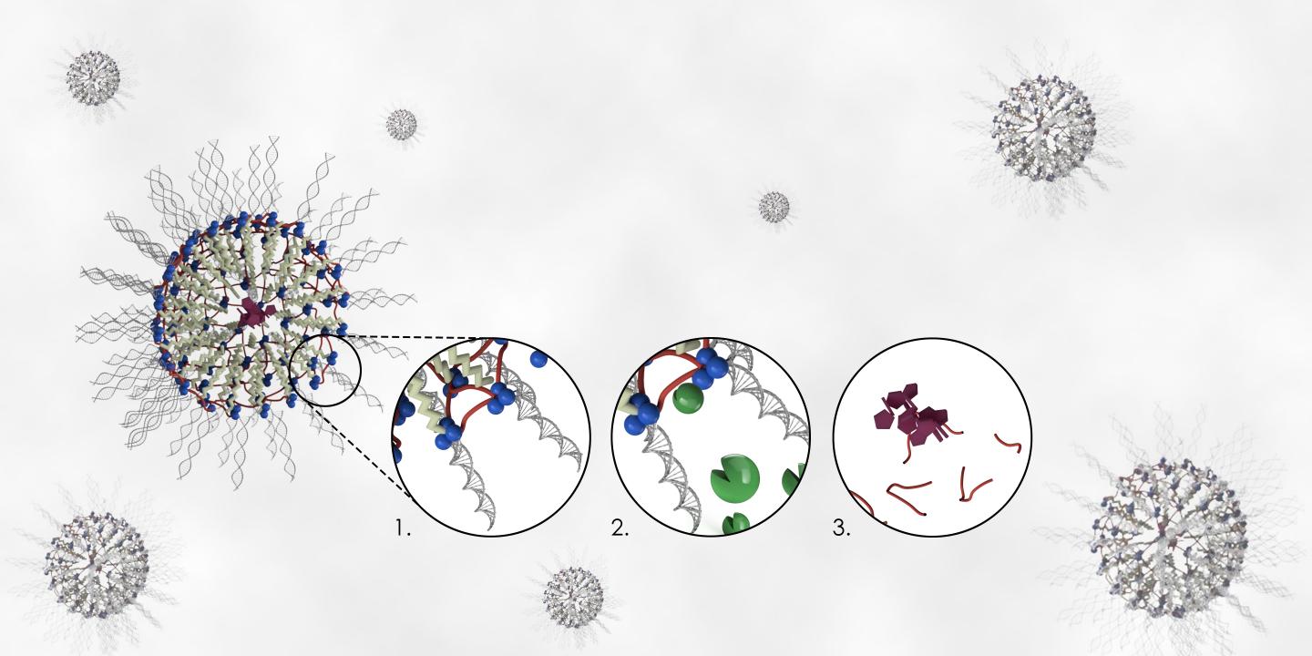 Scientific Illustration