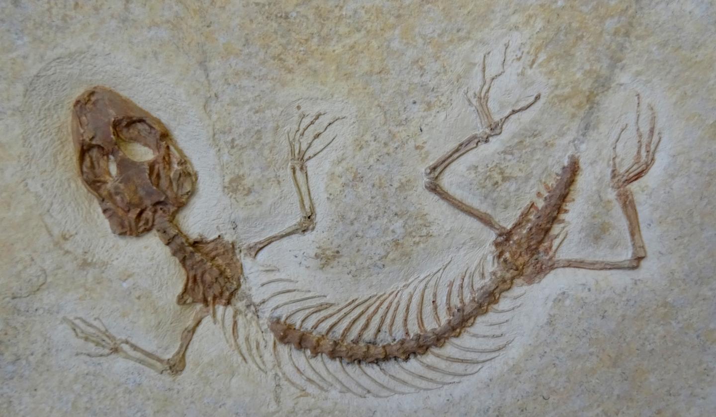 Cutting-edge analysis of prehistoric teeth sheds new light on the diets of lizards and snakes
