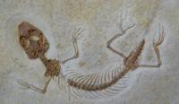Cutting-edge analysis of prehistoric teeth sheds new light on the diets of lizards and snakes
