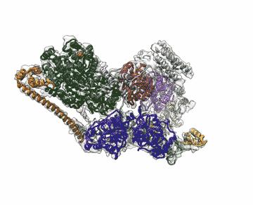TFIIH Structure