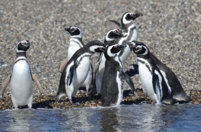 Magellanic Penguins