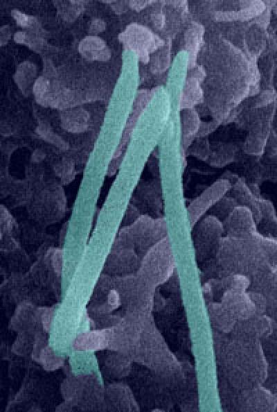 Cilia