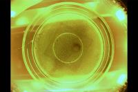 Biofilm-Destroying Robots