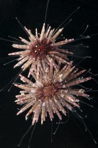 Sea Urchin