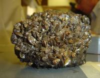 <i>Dreissena polymorpha</i>
