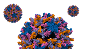 Capsid disassembly