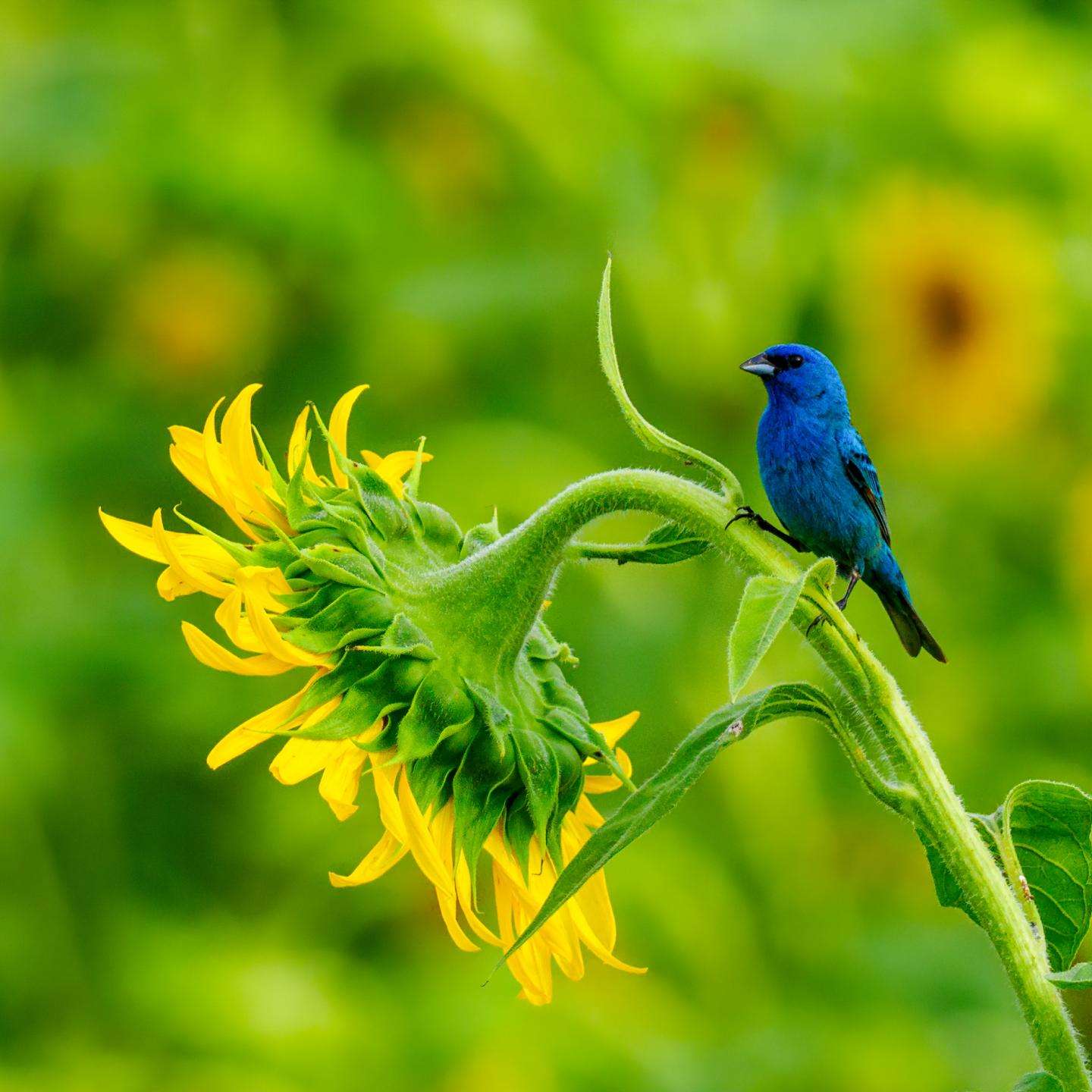 A Male Indigo Bunting (Passerina cyanea) Perches Atop a Sunflower