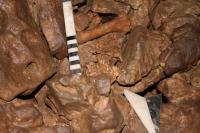 Skull of Neolithic Dog