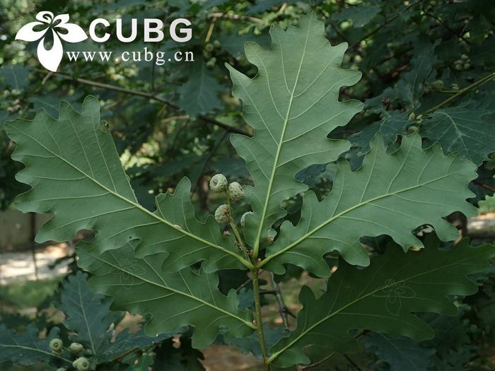 Quercus robur (oak) leaves