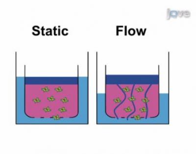 Interstitial Fluid Flow Affects Tumor Invasion